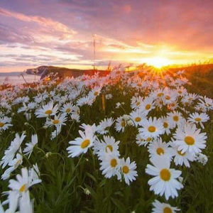 Meet your Posher, Alysia